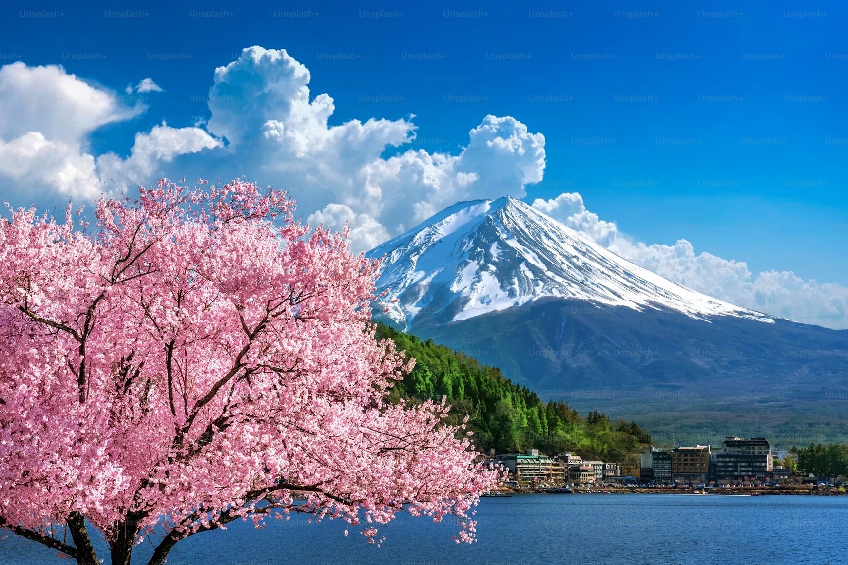 Sakura & Gunung Fuji